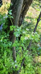 Image result for Anthriscus cerefolium
