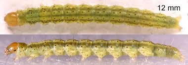 Attēlu rezultāti vaicājumam “Agonopterix heracliana”