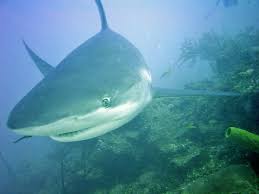 Image result for Carcharhinus perezii