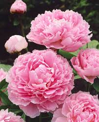 Image result for Pfingstrose