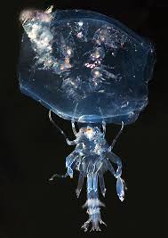 Attēlu rezultāti vaicājumam “Phronia sp.”