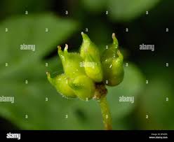 Attēlu rezultāti vaicājumam “Anemone sylvestris fruit”