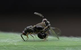 Attēlu rezultāti vaicājumam “Diastrophus rubi”