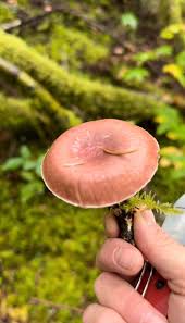 Attēlu rezultāti vaicājumam “Gomphidius roseus”