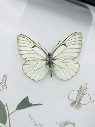 Attēlu rezultāti vaicājumam “Aporia crataegi female”