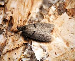 Attēlu rezultāti vaicājumam “Luquetia lobella”