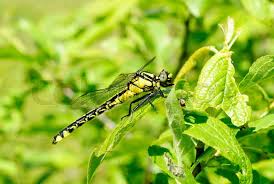 Attēlu rezultāti vaicājumam “Ophiogomphus cecilia”