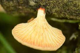 Attēlu rezultāti vaicājumam “Lentinus suavissimus”