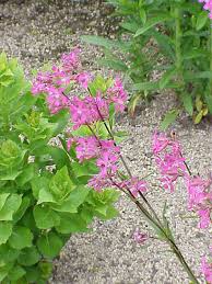 Attēlu rezultāti vaicājumam “Silene viscaria”