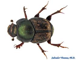 Attēlu rezultāti vaicājumam “Scarabaeidae”