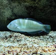 Image result for Halichoeres radiatus