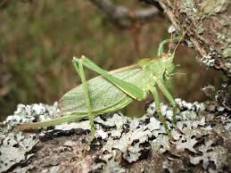 Attēlu rezultāti vaicājumam “Tettigonia cantans”