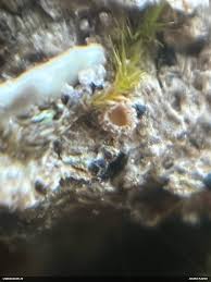 Attēlu rezultāti vaicājumam “Lachnum corticale”