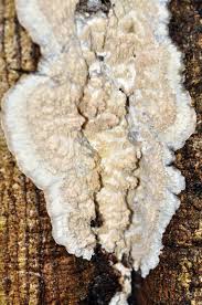 Attēlu rezultāti vaicājumam “Phlebia rufa”