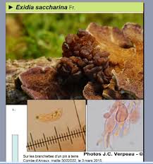 Attēlu rezultāti vaicājumam “Exidia saccharina”