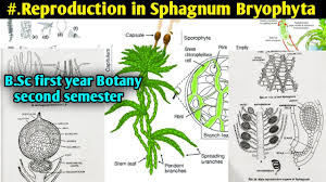 Attēlu rezultāti vaicājumam “Sphagnum sporophyte”