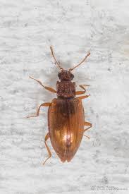 Attēlu rezultāti vaicājumam “Latridiidae”