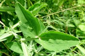 Attēlu rezultāti vaicājumam “Lathyrus latifolius leaf”