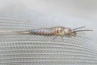 Attēlu rezultāti vaicājumam “Machilidae”