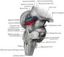 cerebellum and brainstem.