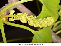 Attēlu rezultāti vaicājumam “Ginkgo biloba male flower”