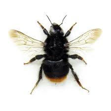 Attēlu rezultāti vaicājumam “Bombus lapidarius”