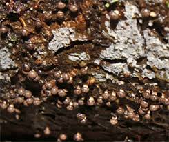 Attēlu rezultāti vaicājumam “Diderma radiatum young”