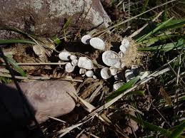 Attēlu rezultāti vaicājumam “Poronia punctata”