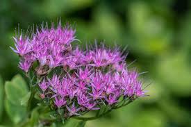 Attēlu rezultāti vaicājumam “Knautia arvensis flower”