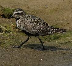 Attēlu rezultāti vaicājumam “Pluvialis apricaria adult”