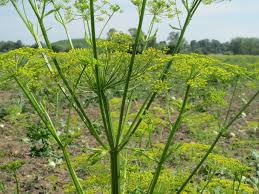 Attēlu rezultāti vaicājumam “Pastinaca sativa subsp. sylvestris”