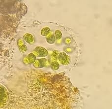 Attēlu rezultāti vaicājumam “Chaetophora pisiformis”