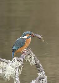 Attēlu rezultāti vaicājumam “Alcedo atthis adult”