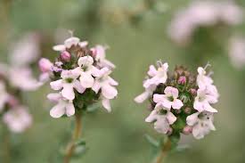 Attēlu rezultāti vaicājumam “Thymus vulgaris”