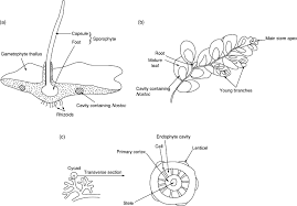Attēlu rezultāti vaicājumam “Anthocerotopsida”