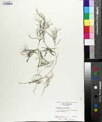 Attēlu rezultāti vaicājumam “Stuckenia pectinata”