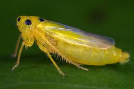 Attēlu rezultāti vaicājumam “Macrosteles sp. nymph”