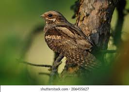 Attēlu rezultāti vaicājumam “Caprimulgus europaeus juvenile”