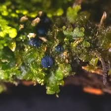 Attēlu rezultāti vaicājumam “Mniaecia jungermanniae”