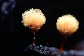 Attēlu rezultāti vaicājumam “Hemitrichia lutescens macro”