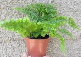 Image result for НЕФРОЛЕПИС (Nephrolepis