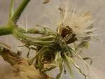 Sonchus oleraceus - via Daymix