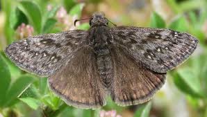 Image result for Papilionoidea
