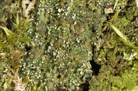 Attēlu rezultāti vaicājumam “Micarea sp.”