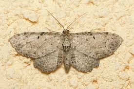 Attēlu rezultāti vaicājumam “Anticollix sparsata”