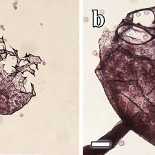Attēlu rezultāti vaicājumam “Physarum penetrale”