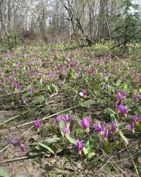 Attēlu rezultāti vaicājumam “Erythronium sibiricum flower”