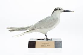 Attēlu rezultāti vaicājumam “Sterna sandvicensis”