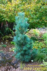 Attēlu rezultāti vaicājumam “Licea pusilla sessile”