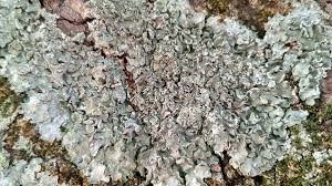 Attēlu rezultāti vaicājumam “Pleurosticta acetabulum”